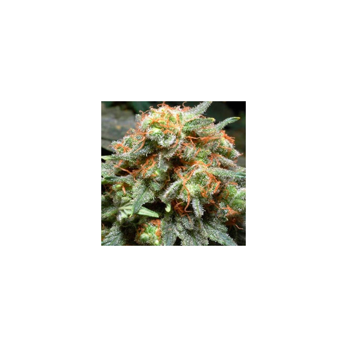 Bahia Black Head Feminizada de Homegrown Fantaseeds
