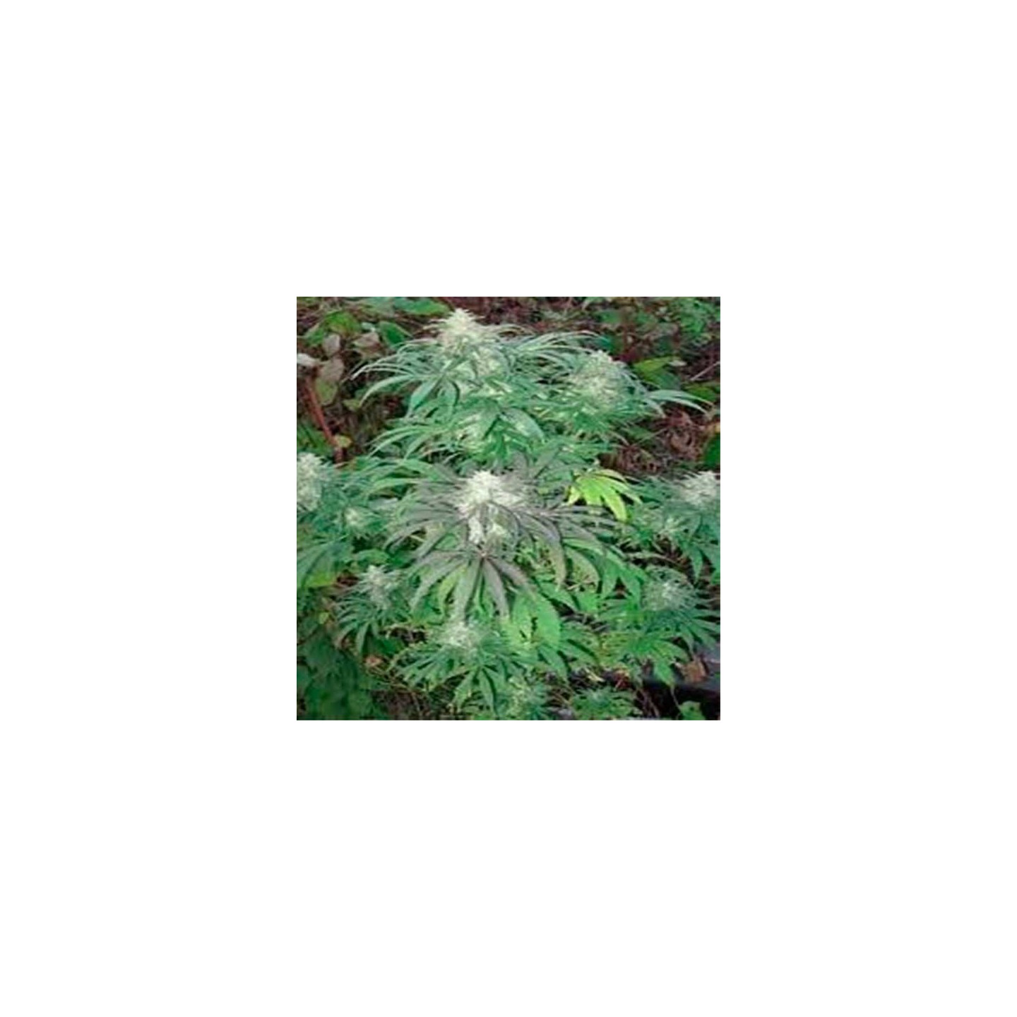 Brains Damage Feminizada de Homegrown Fantaseeds