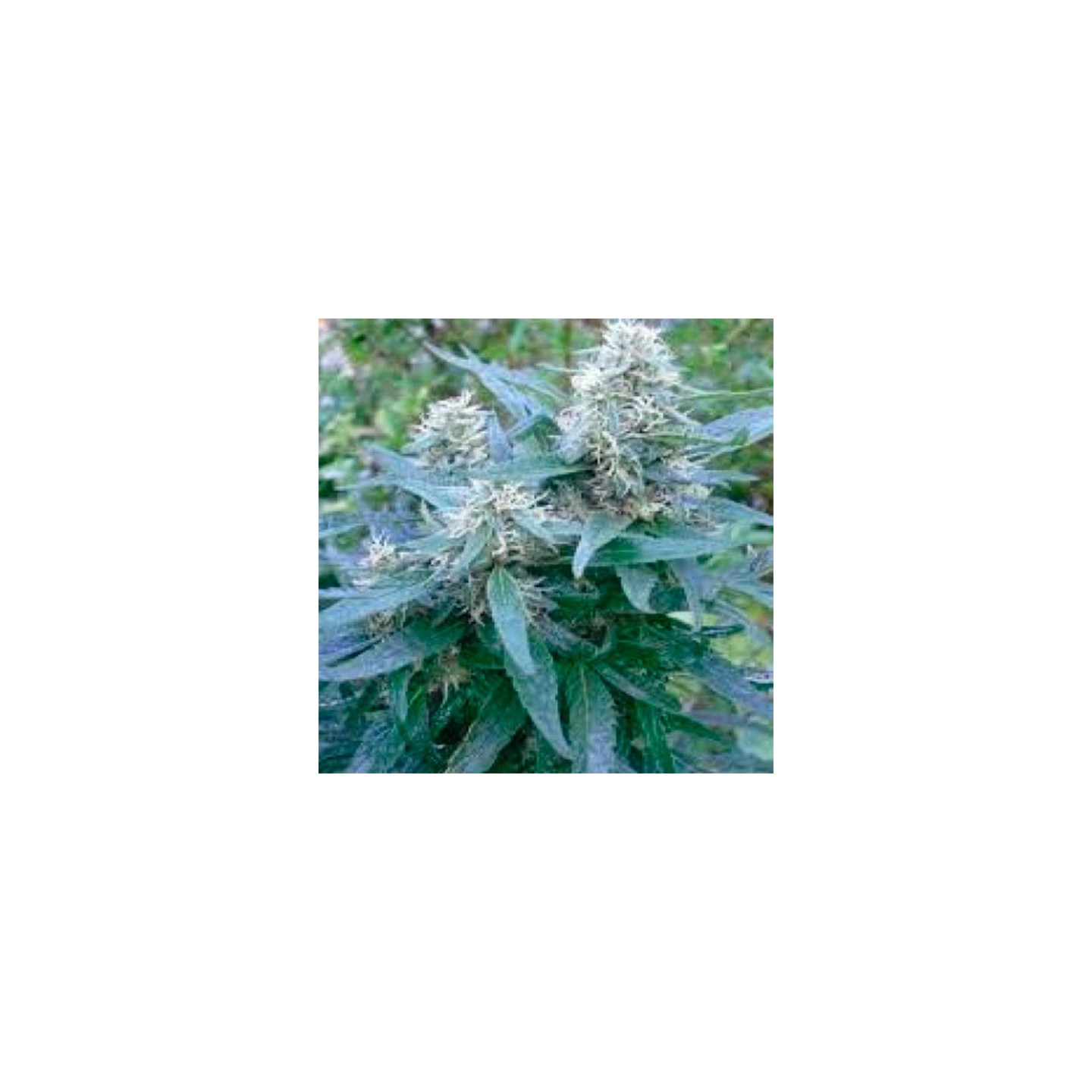 Double D Feminizada de Homegrown Fantaseeds
