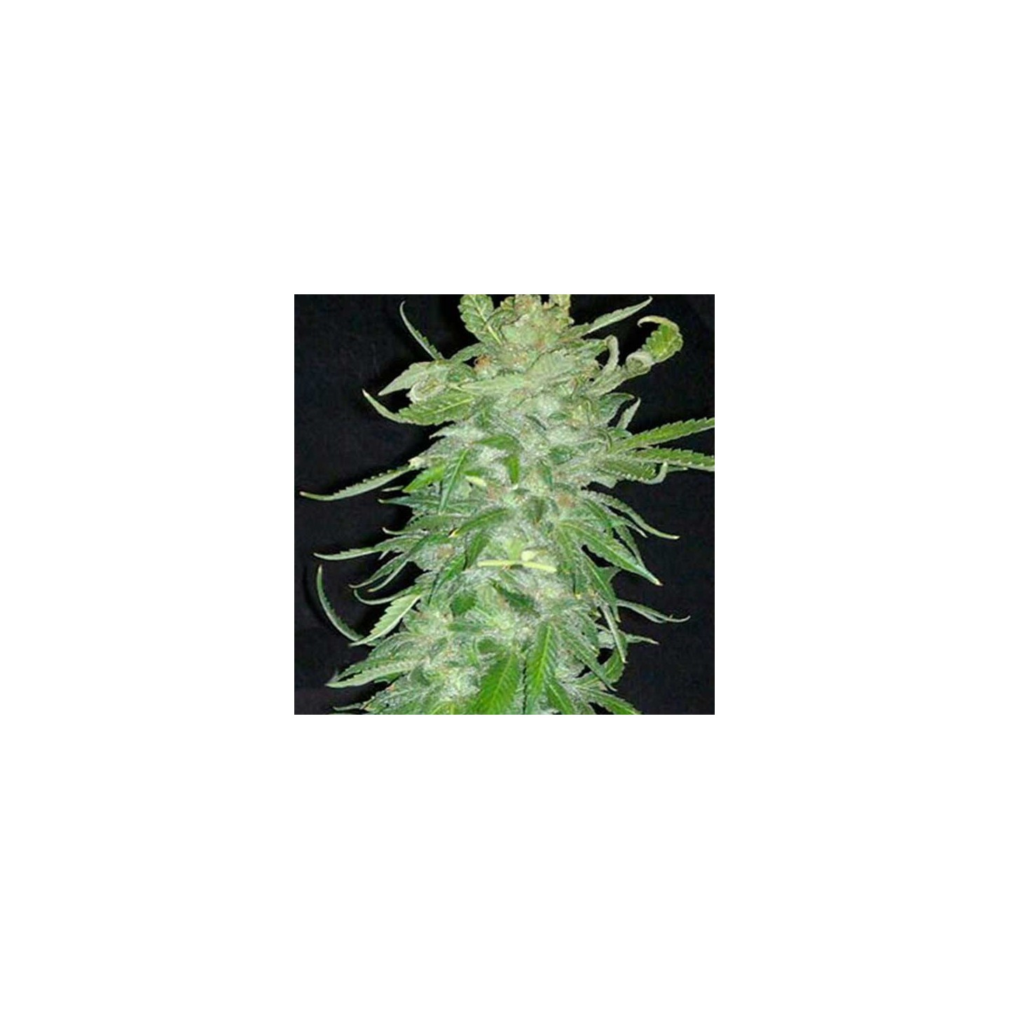 Cristal Paradise Feminizada de Homegrown Fantaseeds