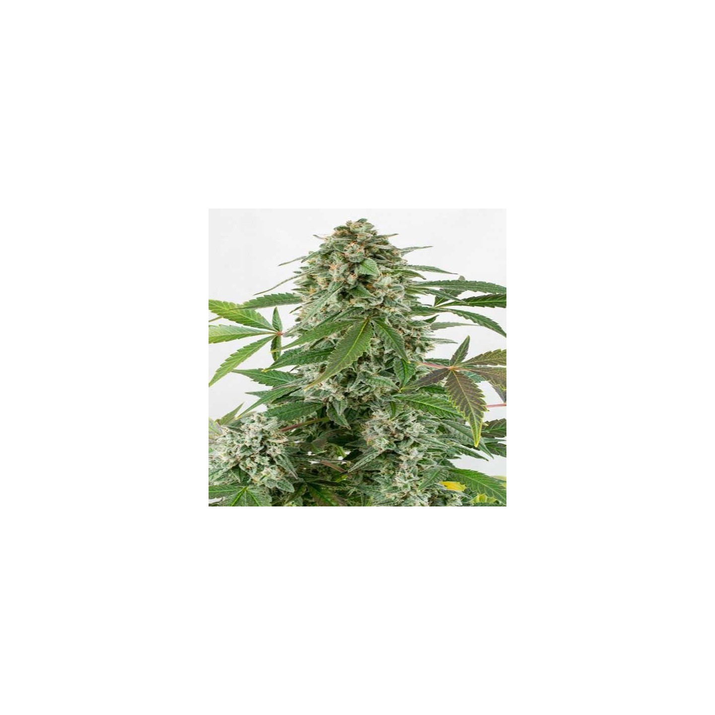 White Widow Autofloreciente Feminizada de Dutch Passion