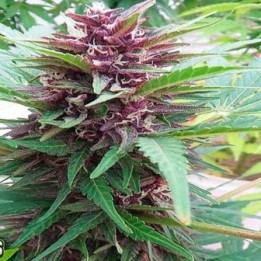 Frisian Dew Autofloreciente Feminizada de Dutch Passion