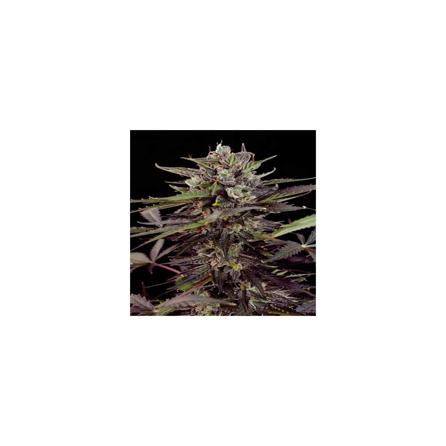 Blueberry Autofloreciente Feminizada de Dutch Passion