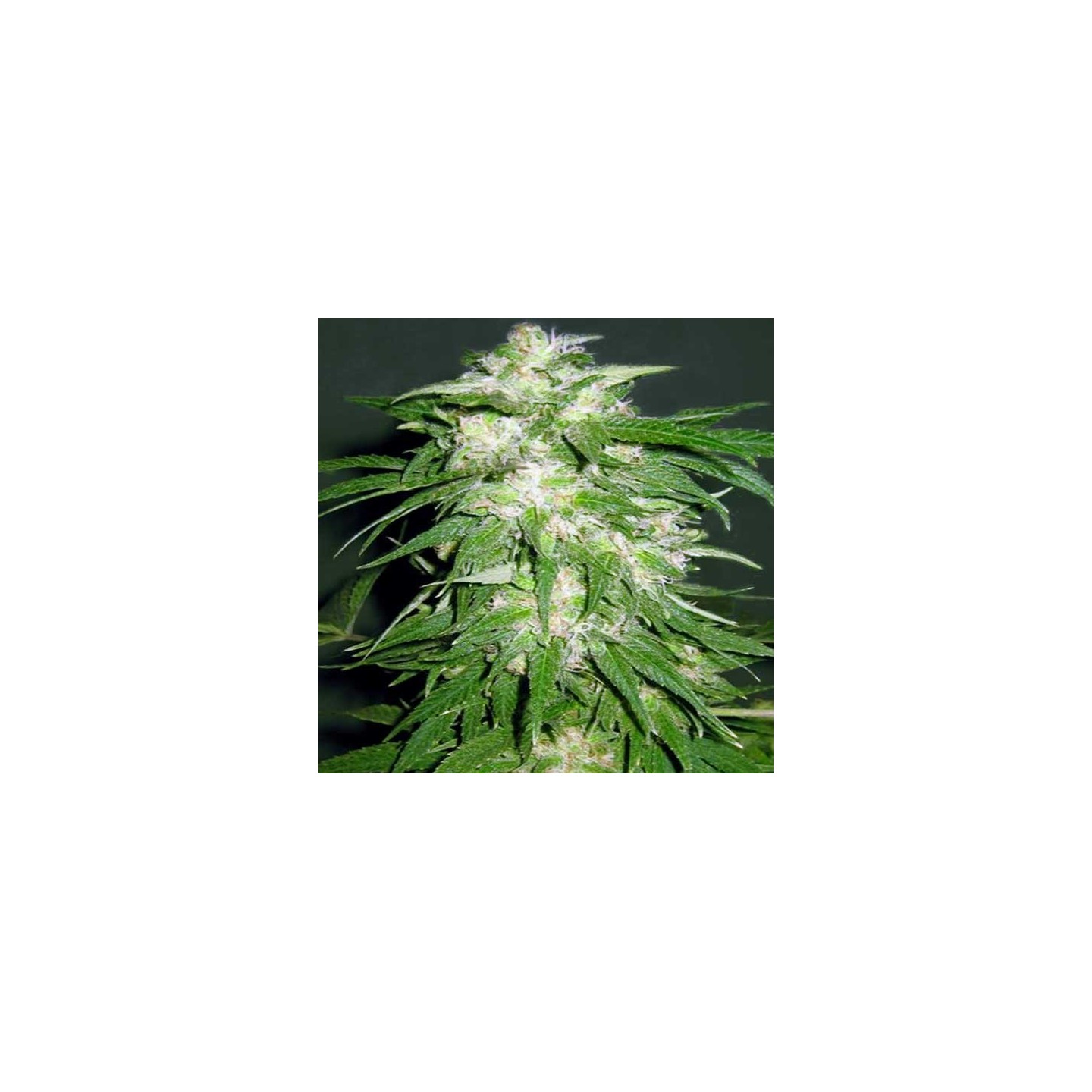 Ice Kush Feminizada de Advanced Seeds