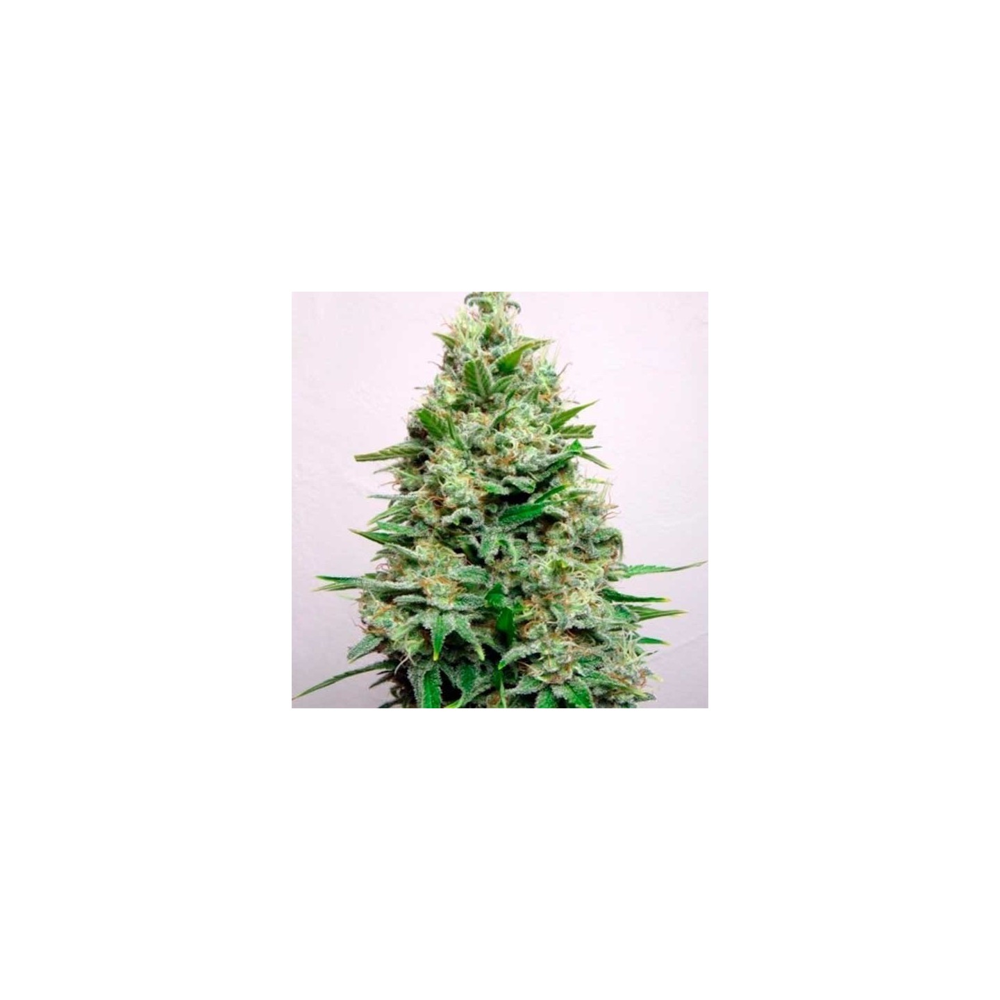 Kali 47 Feminizada de Advanced Seeds