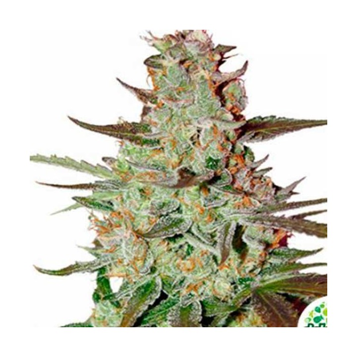 Blue Mazar Autofloreciente Feminizada de Dutch Passion