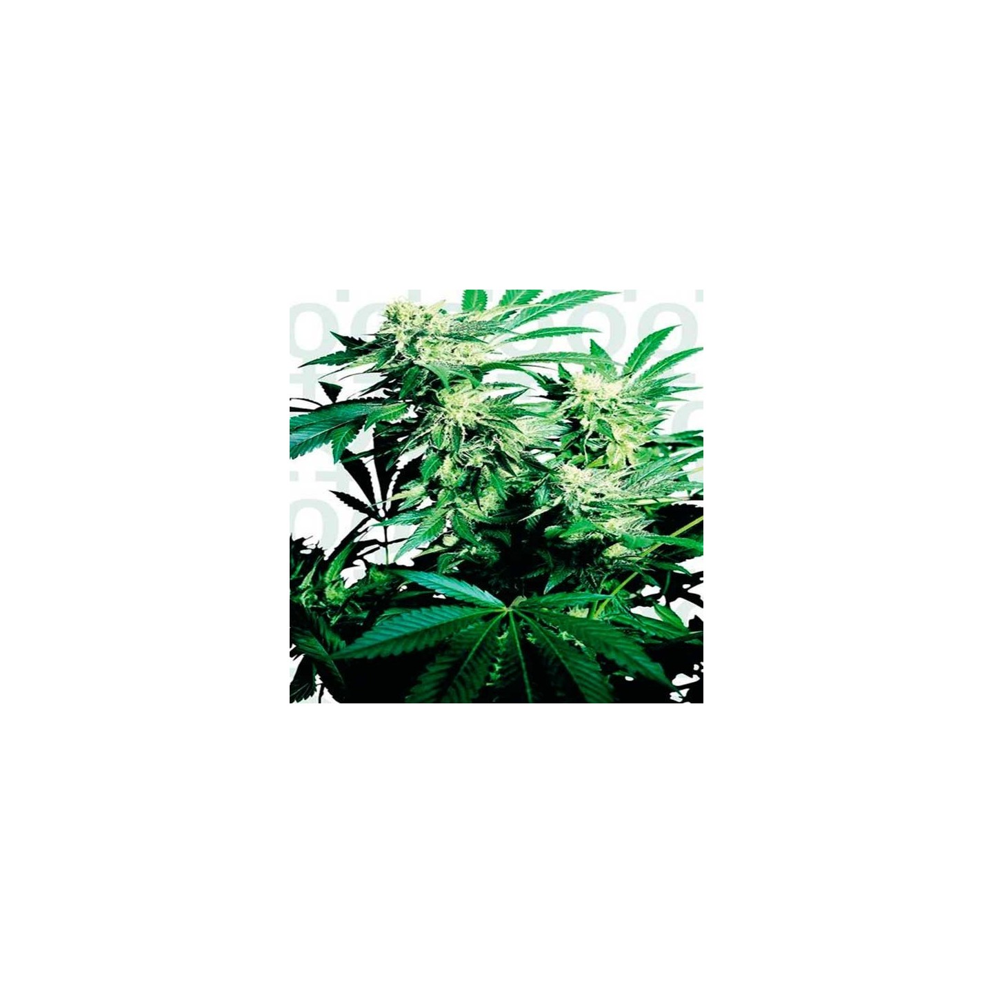 Skunk Kush Feminizada de Sensi Seeds