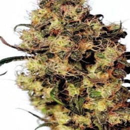 Blue Velvet Feminizada de Dutch Passion