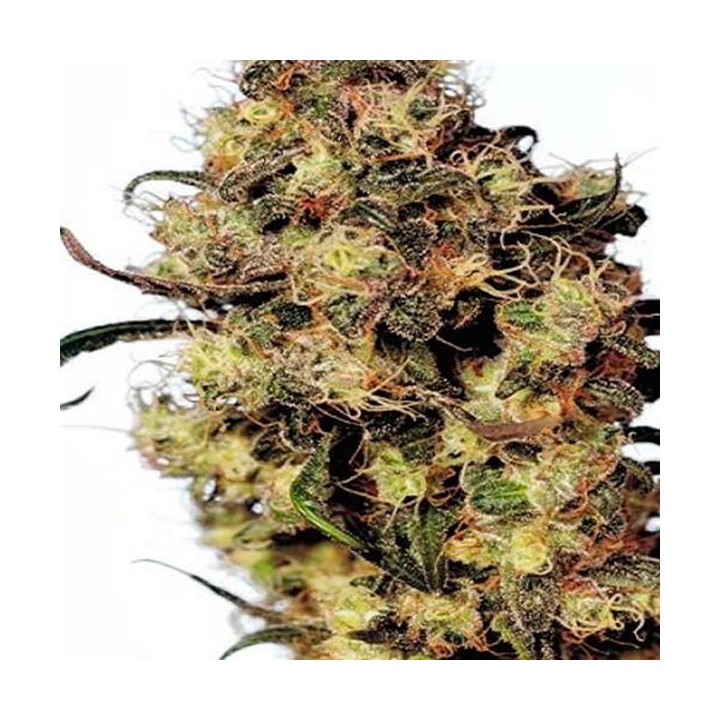 Blue Velvet Feminizada de Dutch Passion