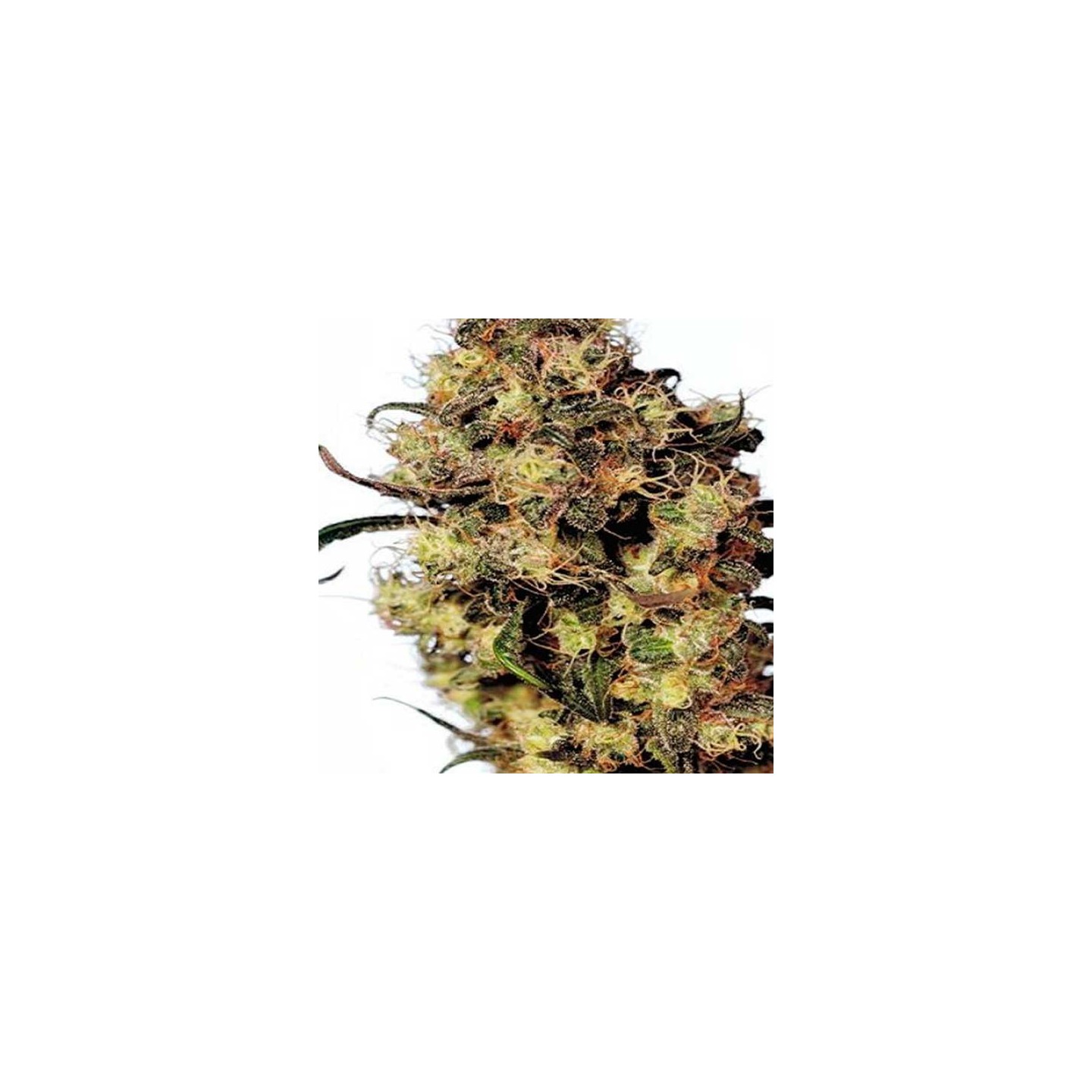 Blue Velvet Feminizada de Dutch Passion