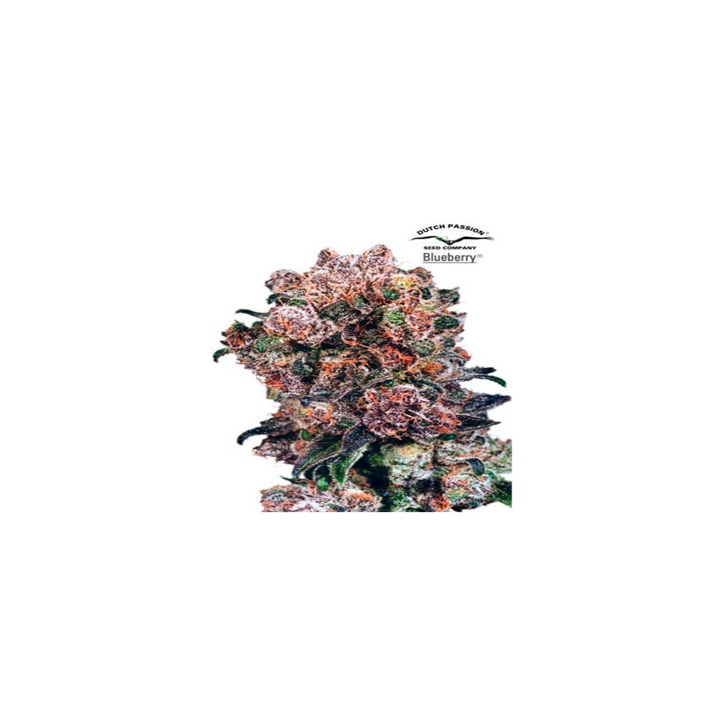 Blueberry Regular de Dutch Passion