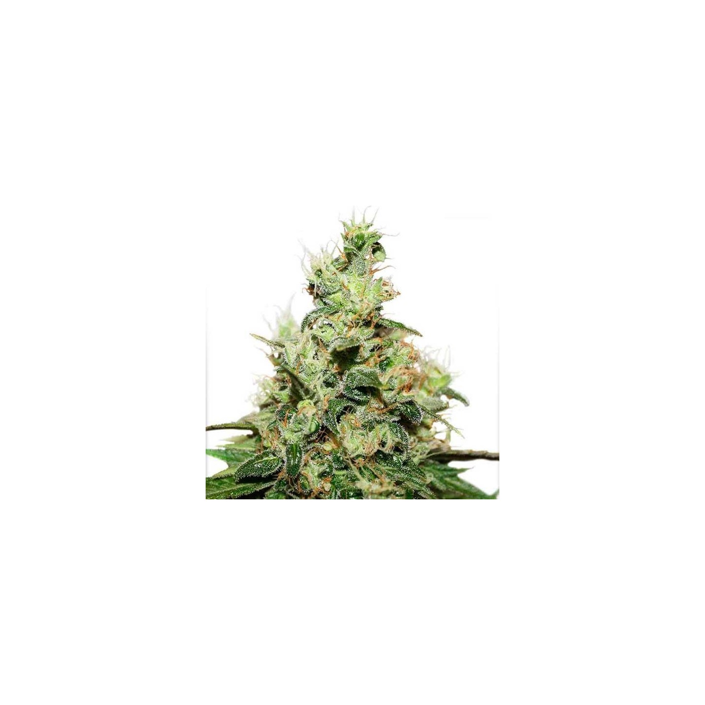 Kush CBD Feminizada de Dutch Passion
