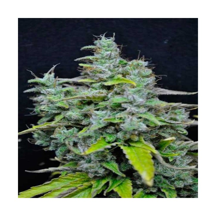 Skunk Haze CBD Feminizada de Dutch Passion