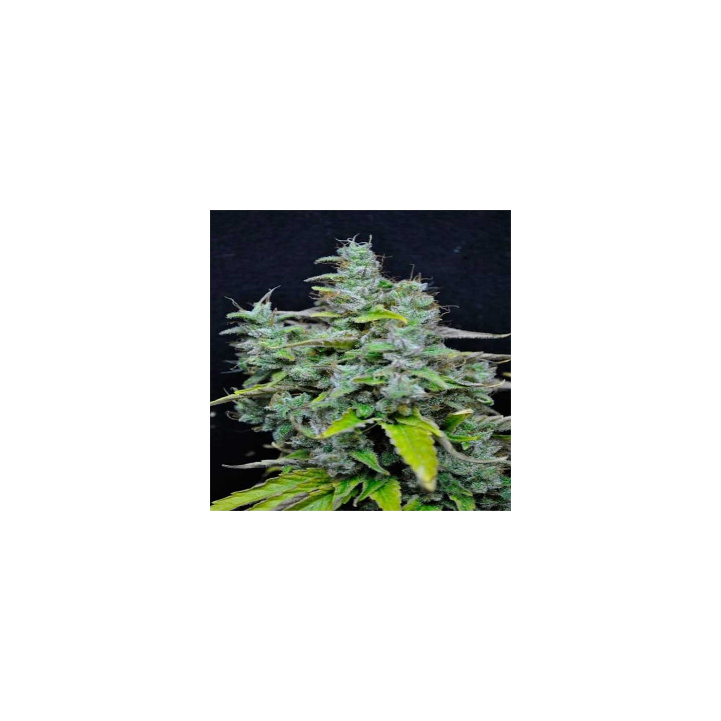 Skunk Haze CBD Feminizada de Dutch Passion