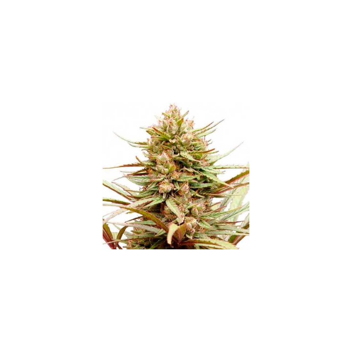 Compassion CBD Feminizada de Dutch Passion