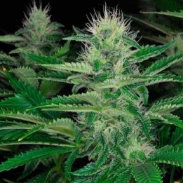 Dark Delight Feminizada de Dutch Passion