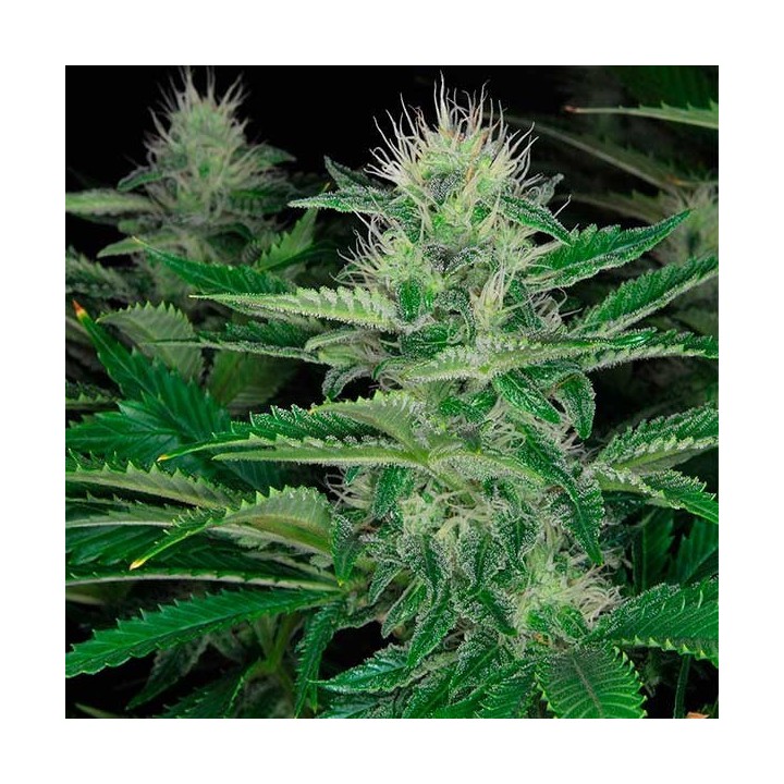 Dark Delight Feminizada de Dutch Passion