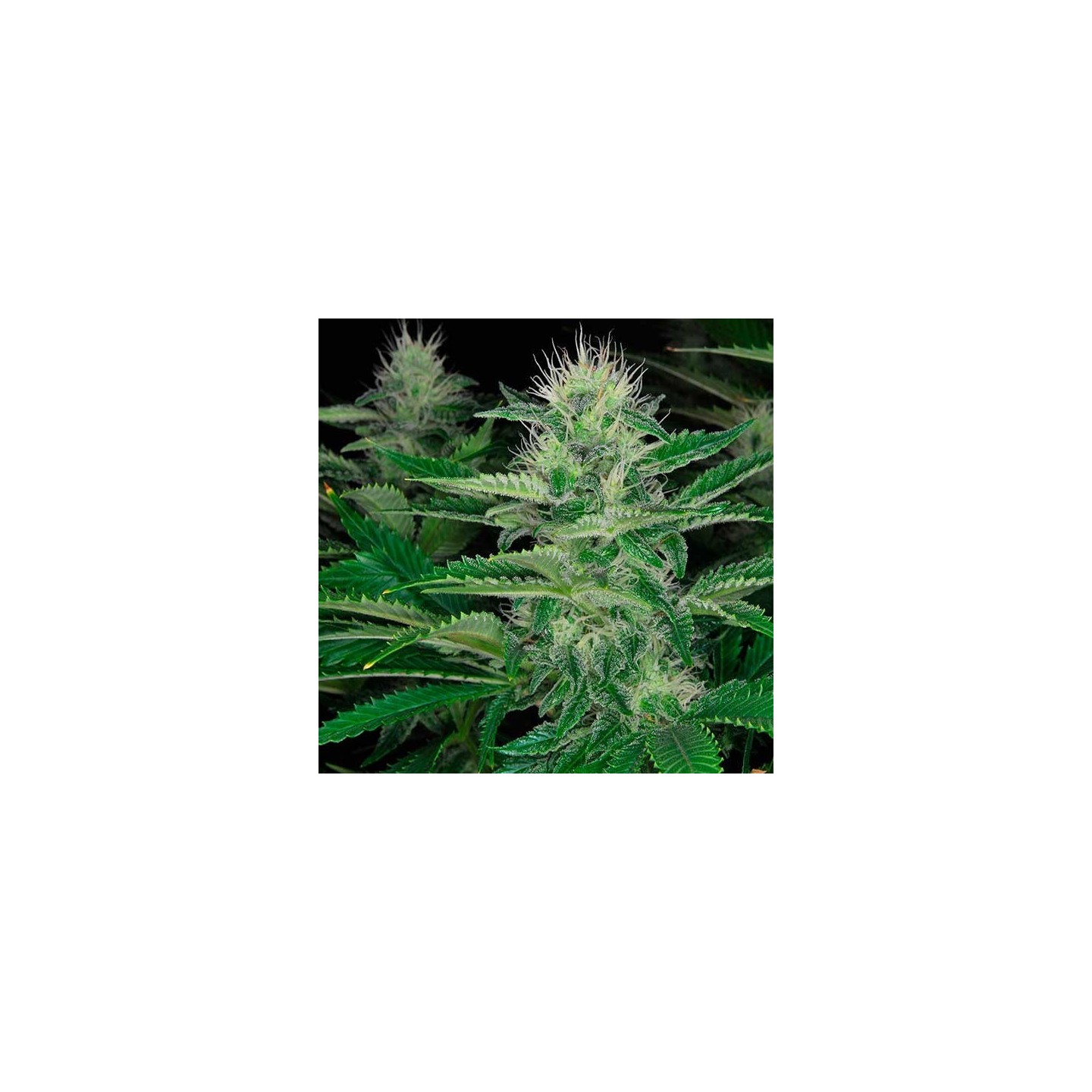Dark Delight Feminizada de Dutch Passion