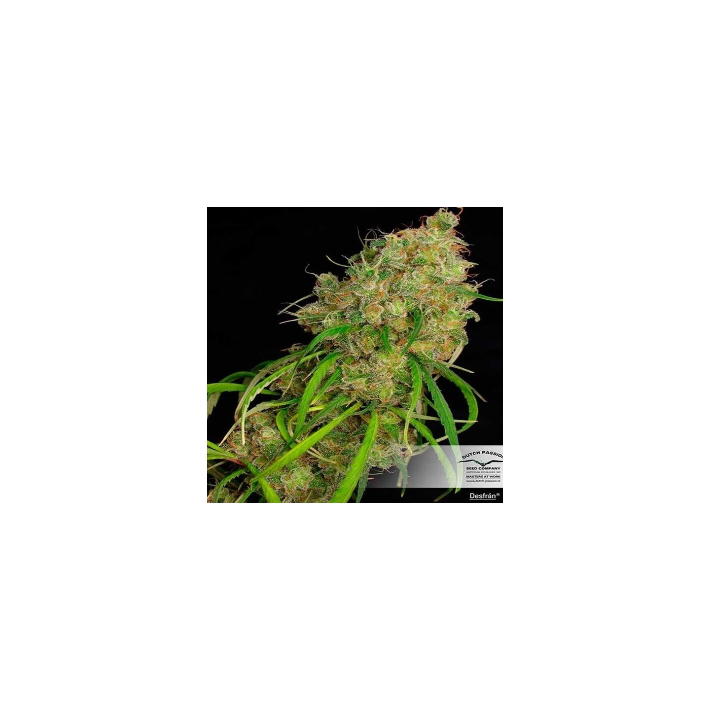 Desfran Feminizada de Dutch Passion