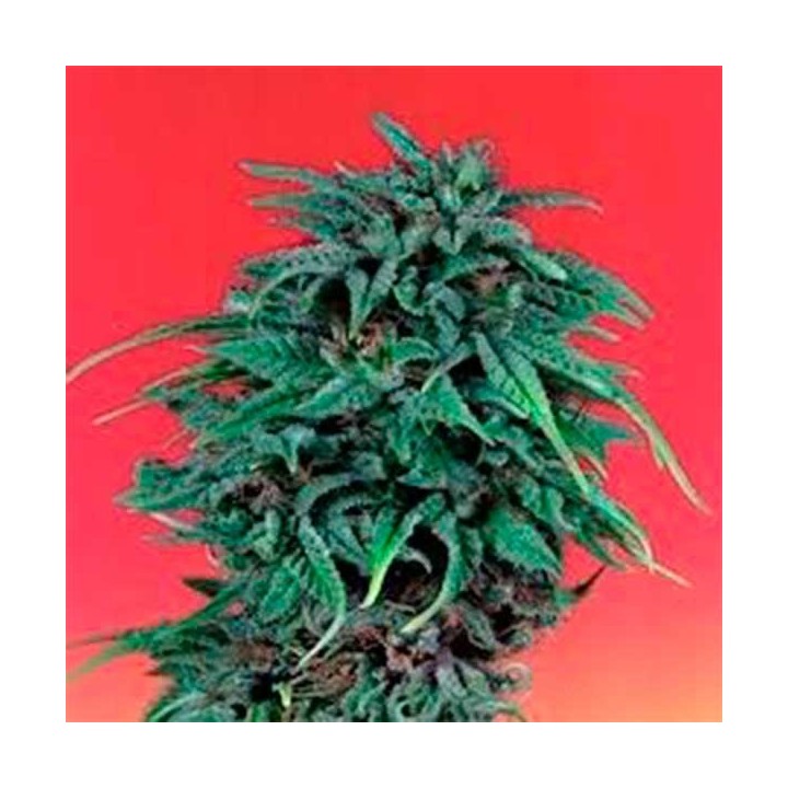 Durban Poison Regular de Dutch Passion