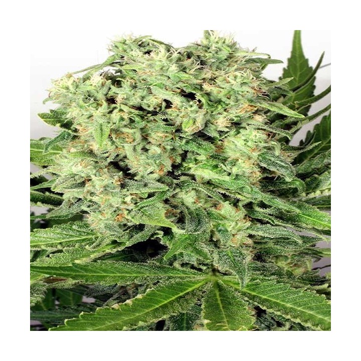 Dutch Cheese Feminizada de Dutch Passion