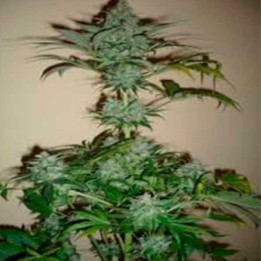 Dutch Haze Feminizada de Dutch Passion