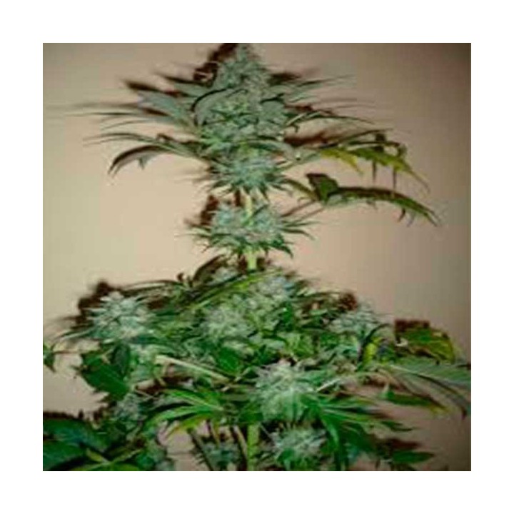 Dutch Haze Feminizada de Dutch Passion