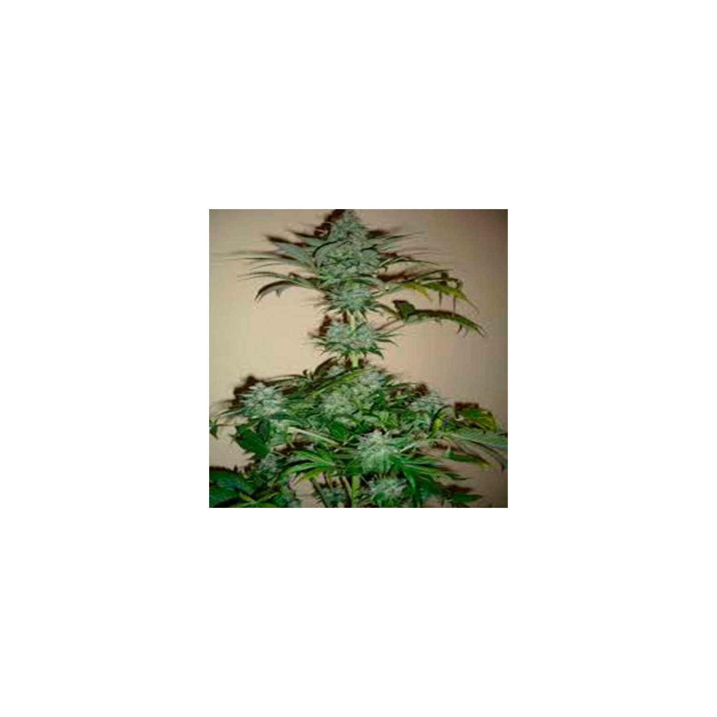 Dutch Haze Feminizada de Dutch Passion