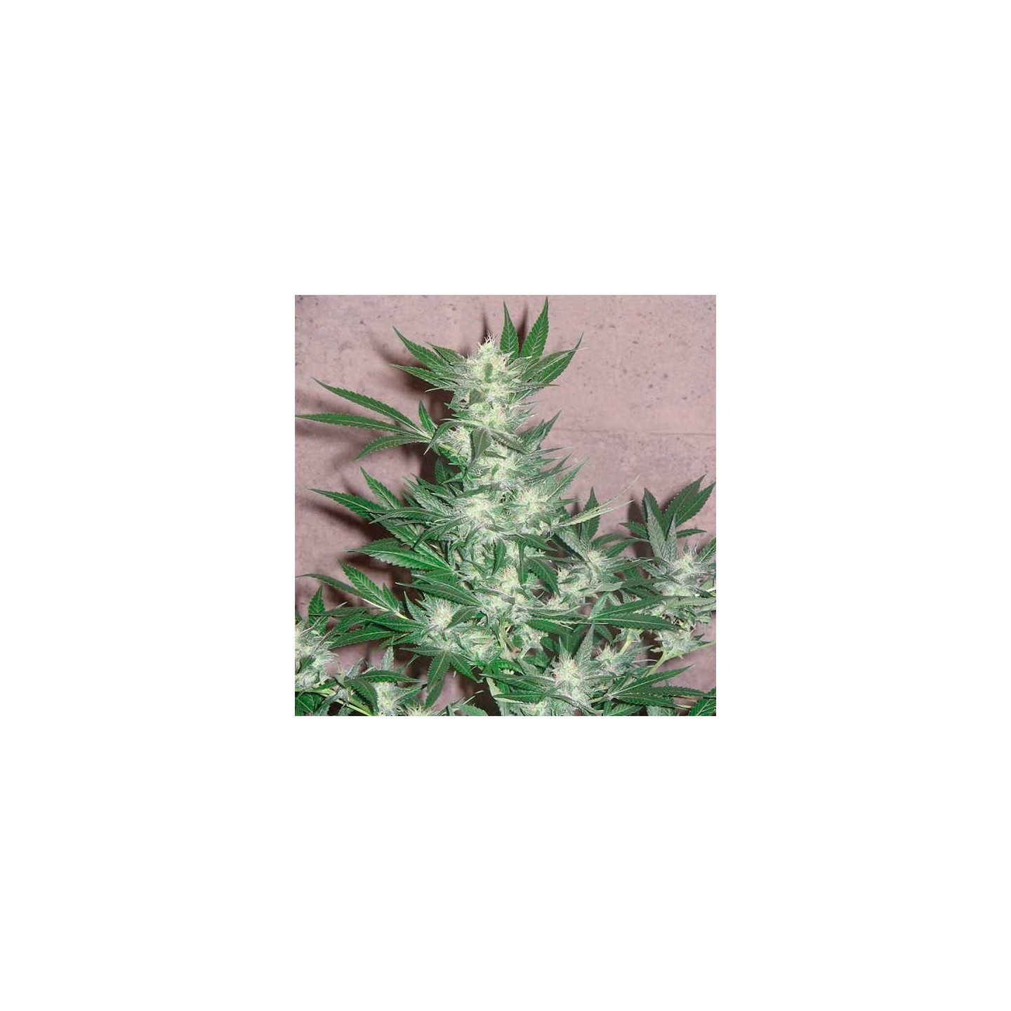 Euforia Regular de Dutch Passion