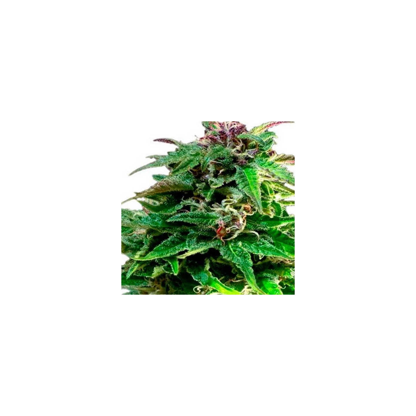 Forest Dream Feminizada de Dutch Passion