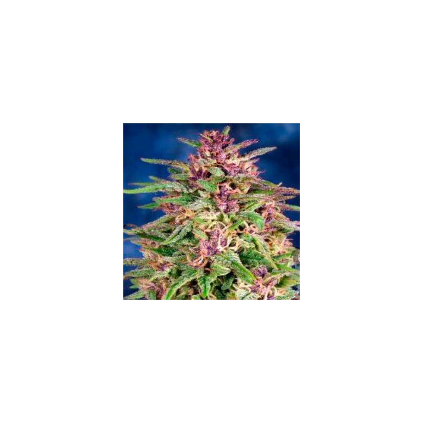 Frisian Dew Feminizada de Dutch Passion