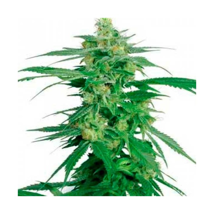 Hollands Hope Regular de Dutch Passion