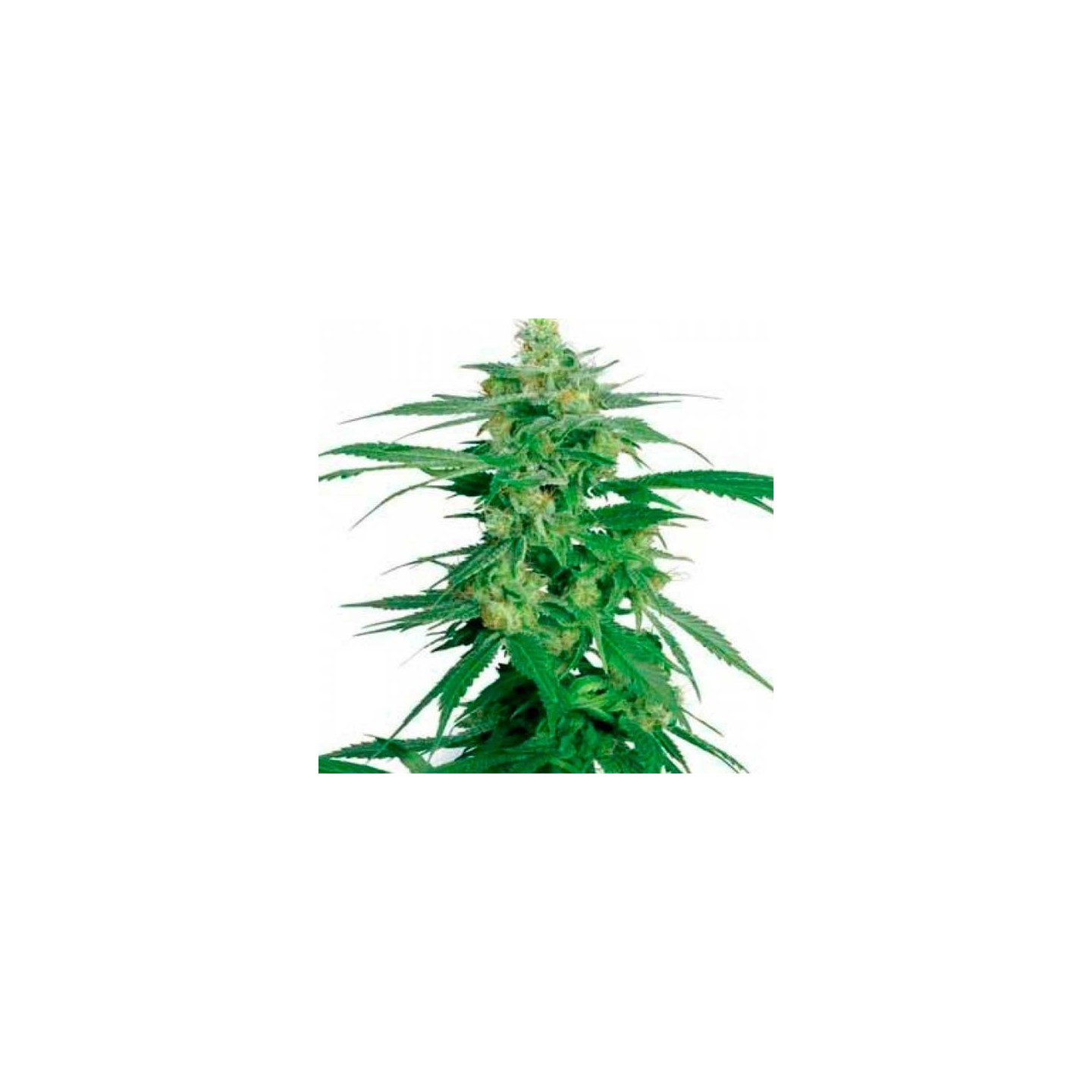 Hollands Hope Regular de Dutch Passion