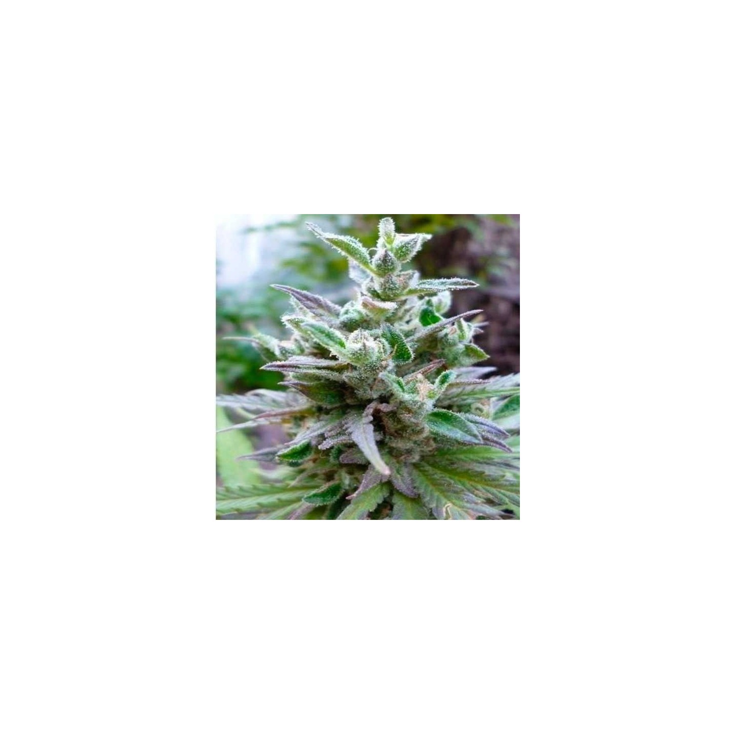 Hollands Hope Feminizada de Dutch Passion