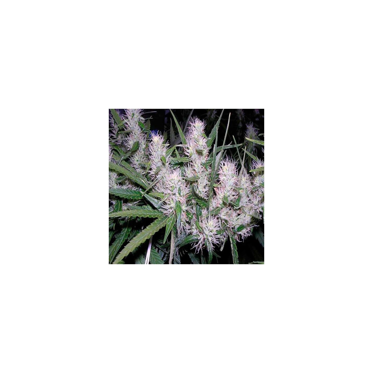 Master Kush Feminizada de Dutch Passion
