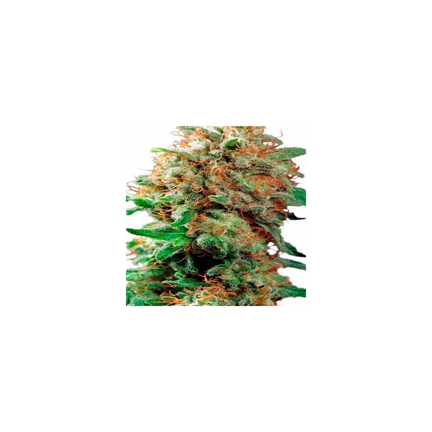 Mazar Regular de Dutch Passion