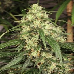 Mekong High Feminizada de Dutch Passion