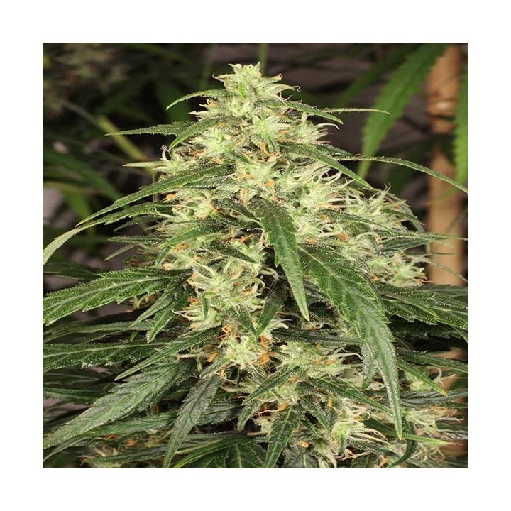 Mekong High Feminizada de Dutch Passion