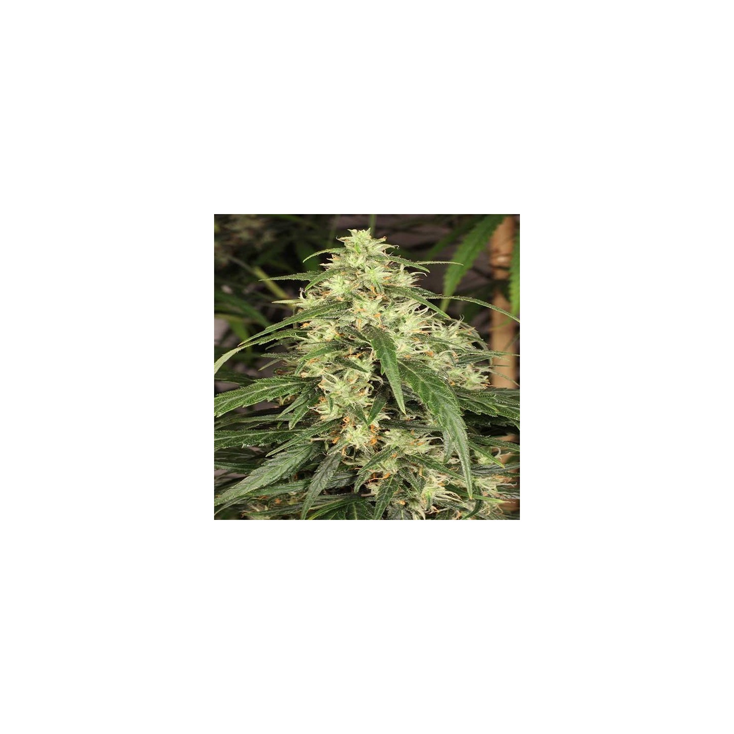 Mekong High Feminizada de Dutch Passion
