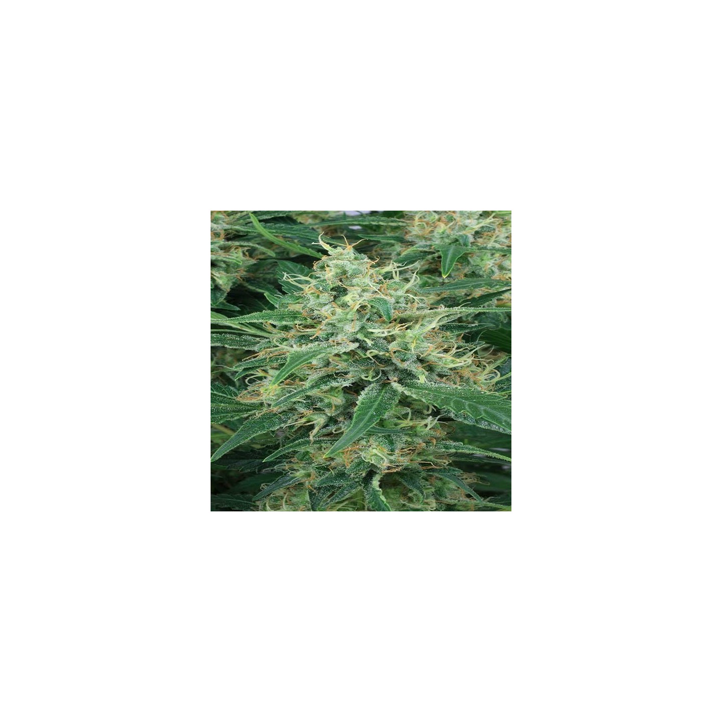 Night Queen Feminizada de Dutch Passion
