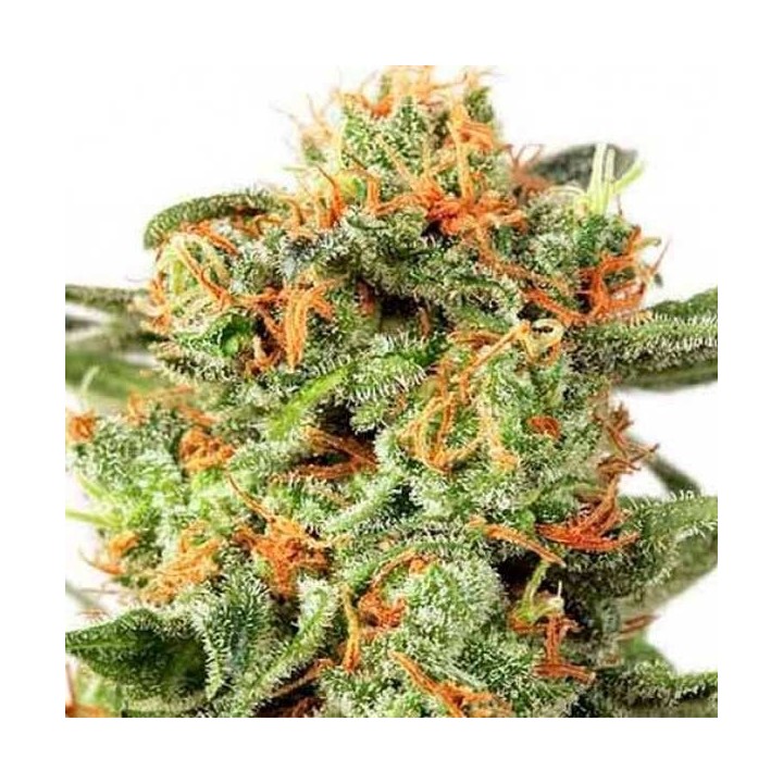 Orange Hill Special Regular de Dutch Passion