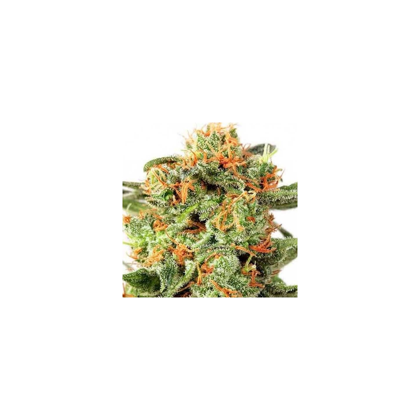 Orange Hill Special Regular de Dutch Passion