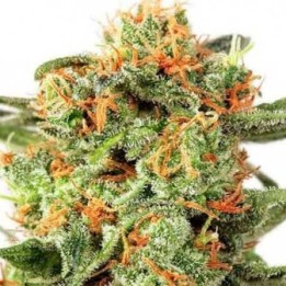 Orange Hill Special Feminizada de Dutch Passion