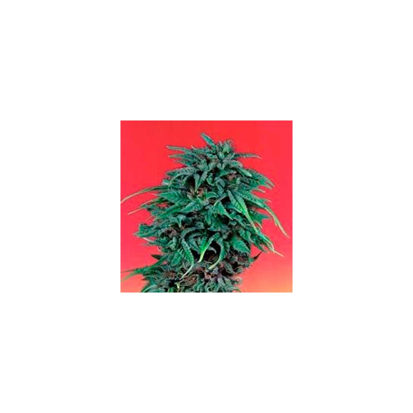 Durban Poison Feminizada de Dutch Passion