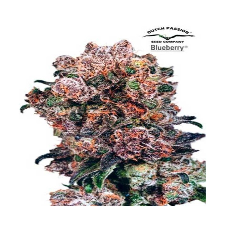 Blueberry Feminizada de Dutch Passion