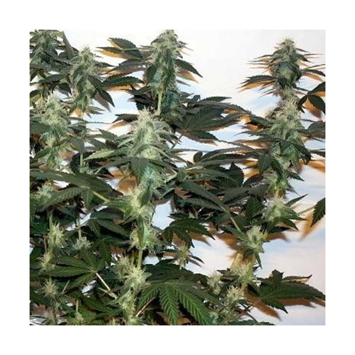 Ortega Indica Feminizada de Dutch Passion
