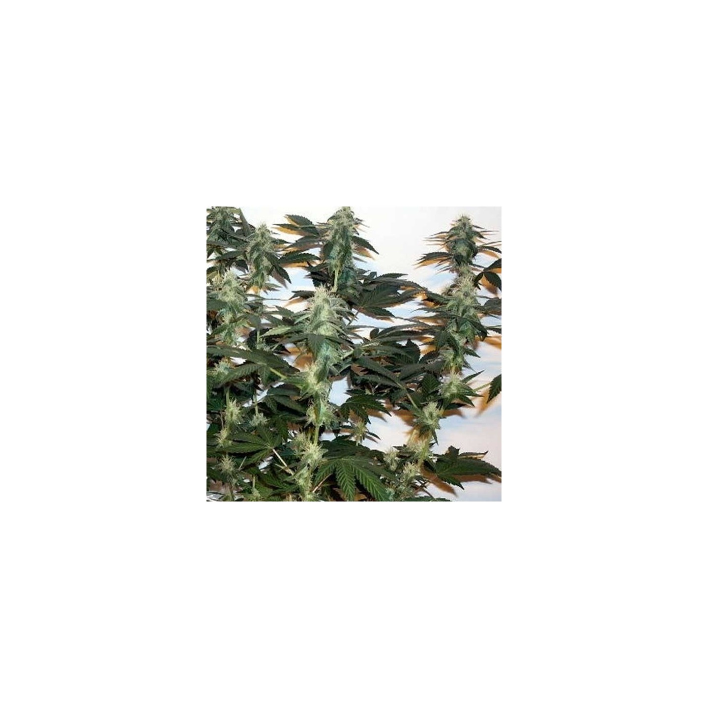 Ortega Indica Feminizada de Dutch Passion
