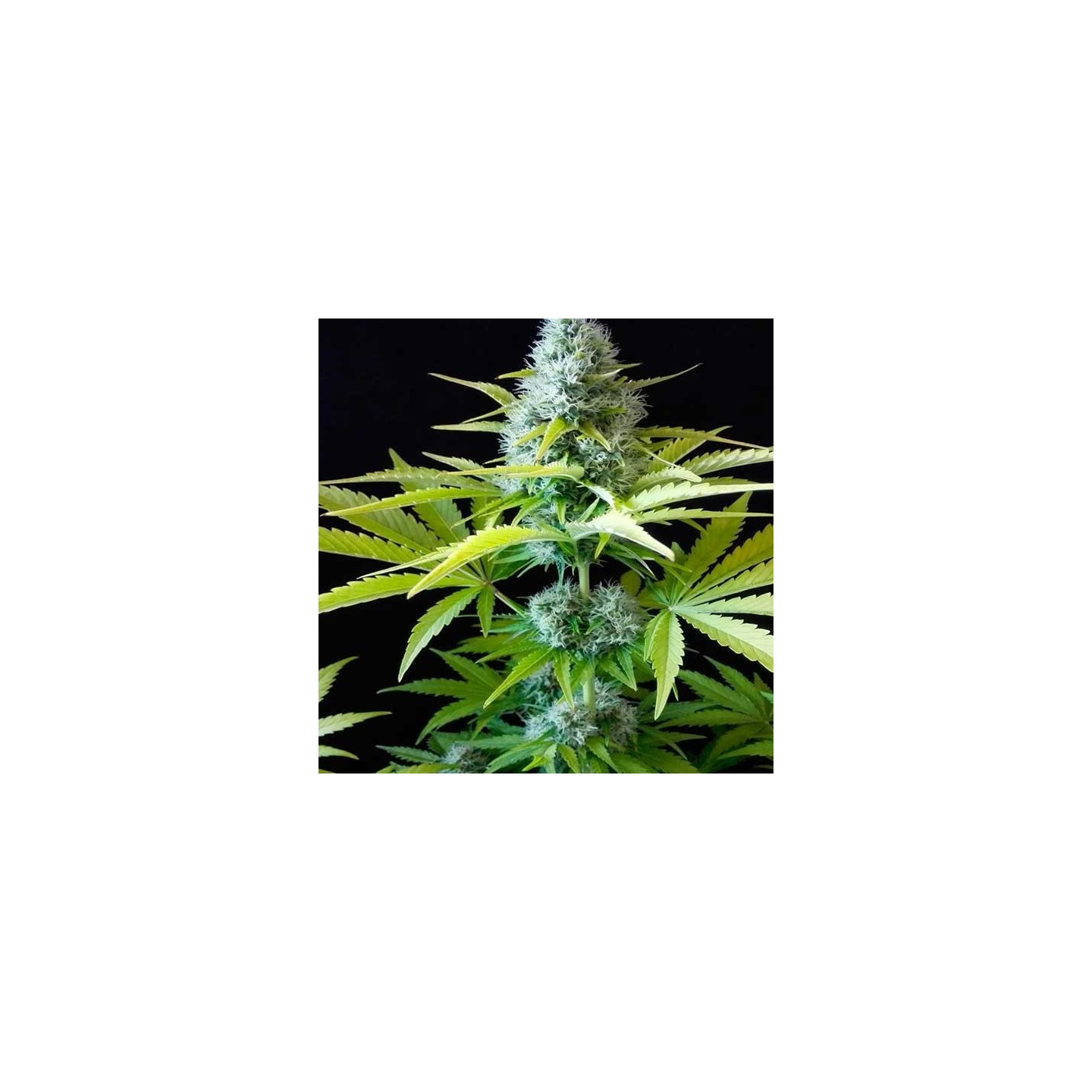 Outlaw Feminizada de Dutch Passion