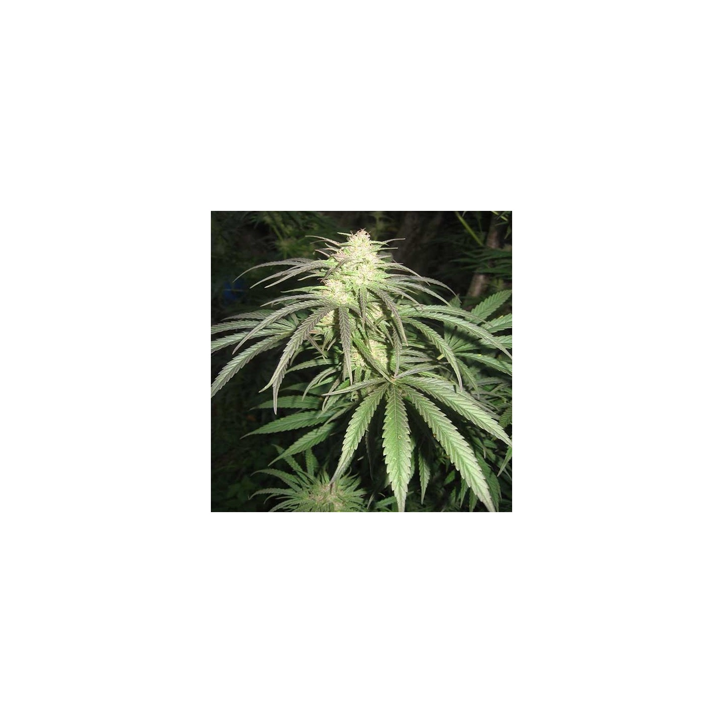 Pamir Gold Feminizada de Dutch Passion