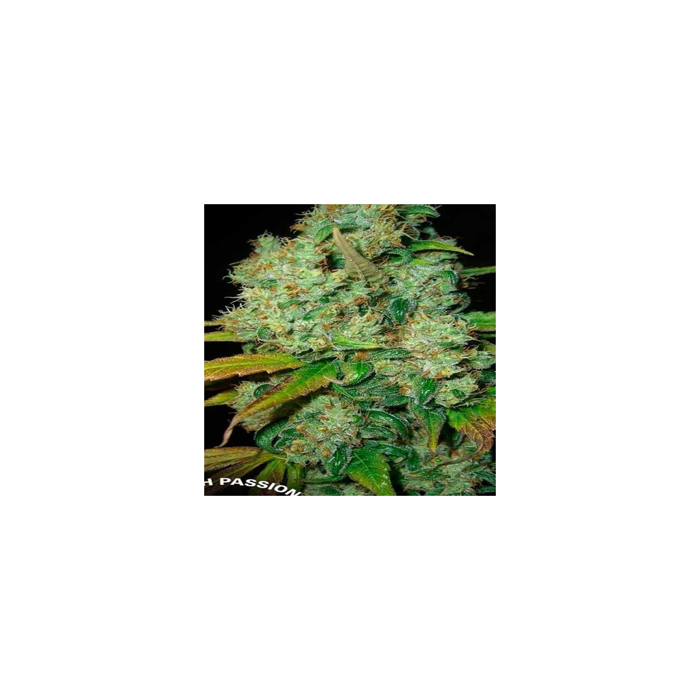 Power Plant Regular de Dutch Passion